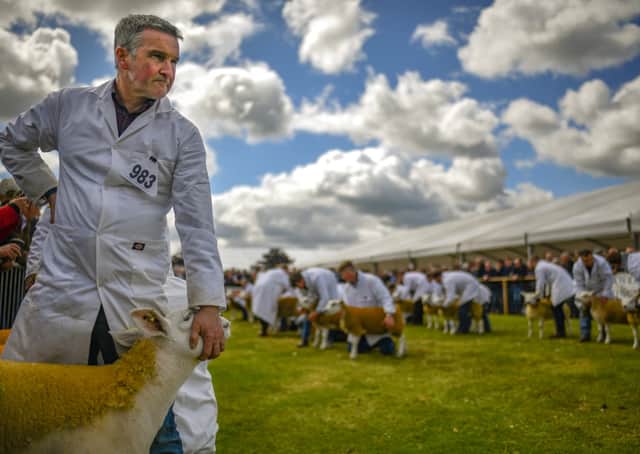 Sheep are put on show on day two of the Royal Highland show at Ingliston in June last year (Picture: Jeff J Mitchell/Getty Images)