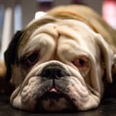 An English bulldog. Picture: Jacob King/PA Wire