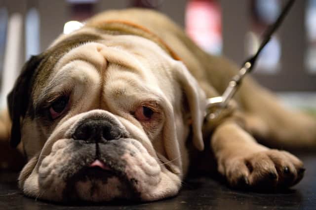 An English bulldog. Picture: Jacob King/PA Wire