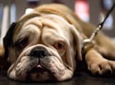 An English bulldog. Picture: Jacob King/PA Wire