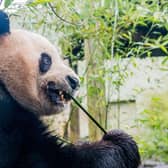 Christine Jardine plans to visit the pandas at Edinburgh Zoo (Picture: Ian Georgeson)