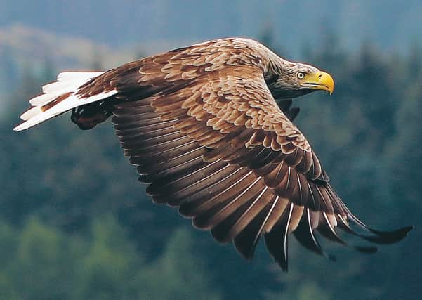 The eagle chick was raised on the ground after its nest was destroyed