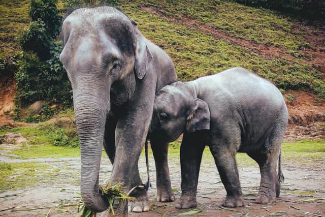 Indian elephants at a sanctuary. Picture: Getty Images/iStockphoto/Anne Fritzenwanker