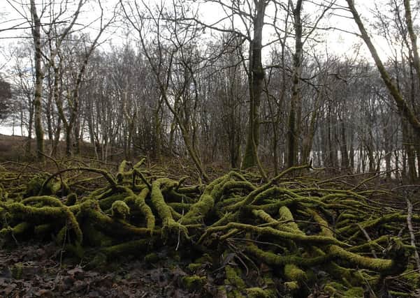 Achnacha Wood at Savary Point on the Morvern Peninsula (Picture: Neil Hanna)