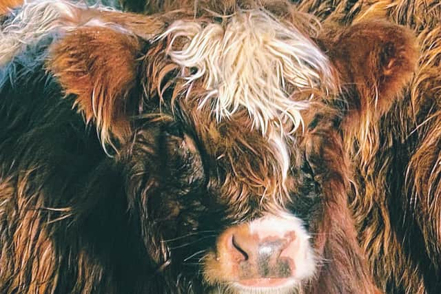 The hornless Highland cow bred in New Zealand