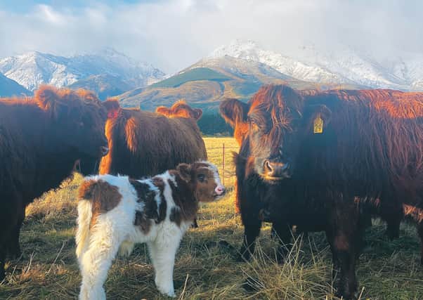 The hornless Highland cows bred by Blackmount organic farmer Tim Gow