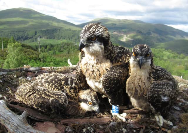 The two male and one female osprey chicks which hatched at Loch Arkaig Pine Forest in the Highlands about five weeks ago. Picture: Lewis Pate/WTML/PA Wire