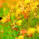 A red tailed bee. Ambitious targets to reduce pesticides need to be set to reverse declines in bees, butterflies and other insects, wildlife experts have urged. Picture: Jon Hawkins /PA Wire