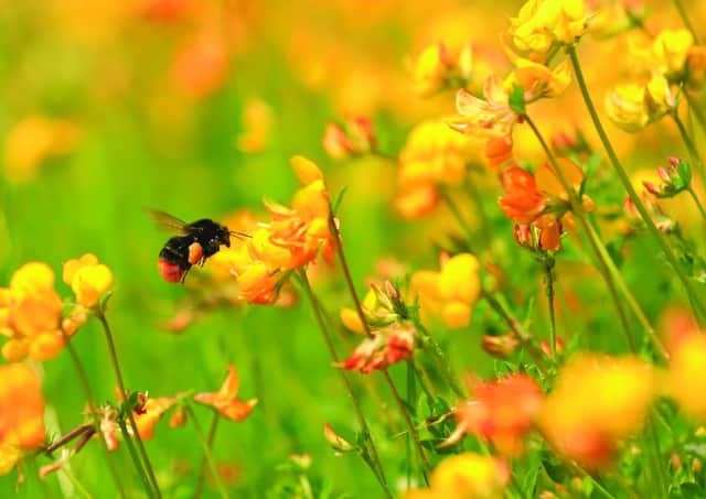 A red tailed bee. Ambitious targets to reduce pesticides need to be set to reverse declines in bees, butterflies and other insects, wildlife experts have urged. Picture: Jon Hawkins /PA Wire