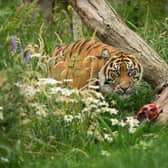 Dharm Sumatran Tiger at Edinburgh Zoo