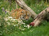 Dharm Sumatran Tiger at Edinburgh Zoo