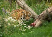 Dharm Sumatran Tiger at Edinburgh Zoo