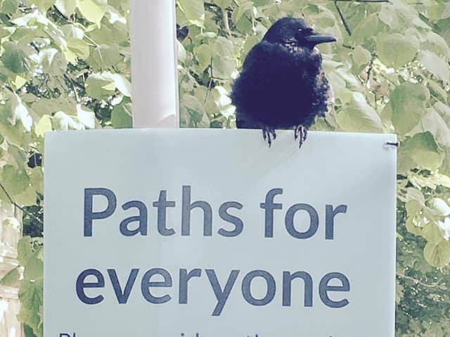 Corvid-19. Picture: Janet Christie