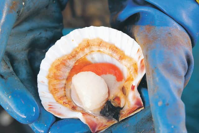 Scallop fishermen working on a Lerwick based scallop boat.