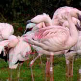 Bright pink flamingos are more aggressive than their paler rivals