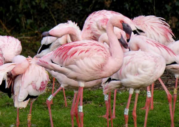 Bright pink flamingos are more aggressive than their paler rivals