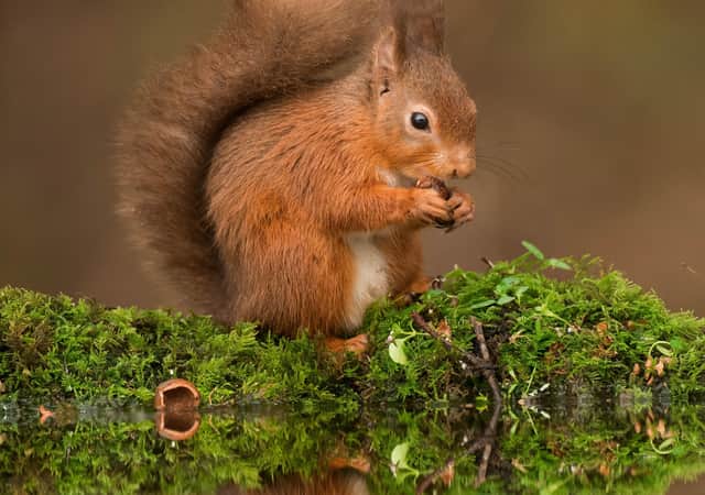Red squirrels thrive in managed forests in Argyll (Picture: SWNS)