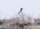 Mountain hares occur at greater densities in Scotland than anywhere else in Europe (Picture: Phil Wilkinson)