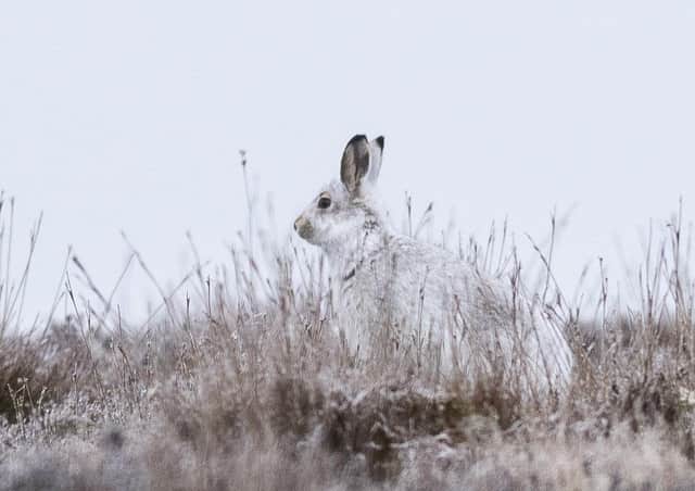 Mountain hares occur at greater densities in Scotland than anywhere else in Europe (Picture: Phil Wilkinson)
