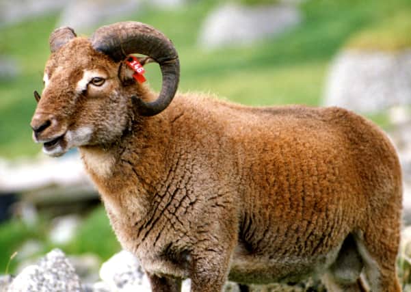 Sheep on the island of St Kilda