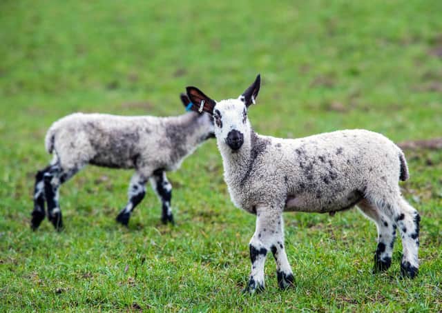 Lamb