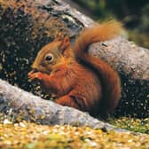 Like many mammals native to the UK, red squirrels are endangered (Picture: Jeff J Mitchell/Getty Images)