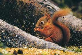Like many mammals native to the UK, red squirrels are endangered (Picture: Jeff J Mitchell/Getty Images)