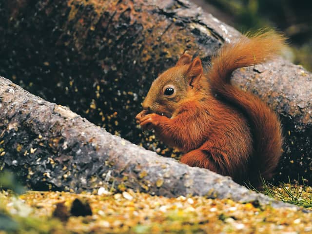 Like many mammals native to the UK, red squirrels are endangered (Picture: Jeff J Mitchell/Getty Images)
