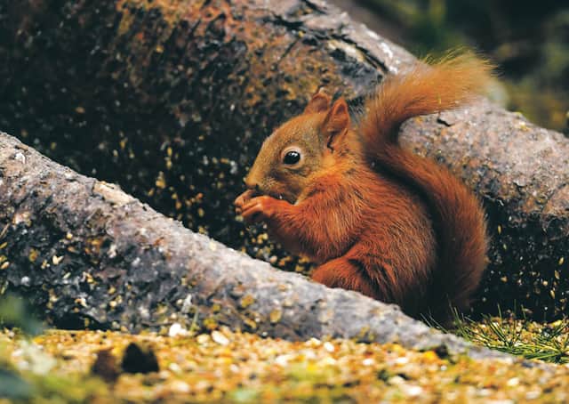 Like many mammals native to the UK, red squirrels are endangered (Picture: Jeff J Mitchell/Getty Images)