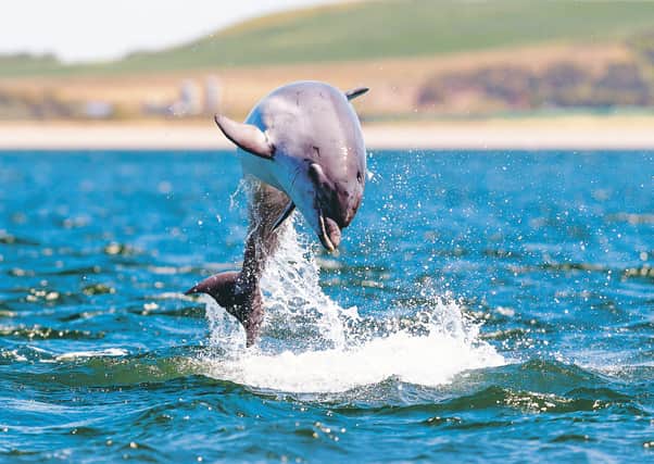 Wild dolphin in playful mood while hunting for migrating Atlantic Scottish salmon in the Moray Firth