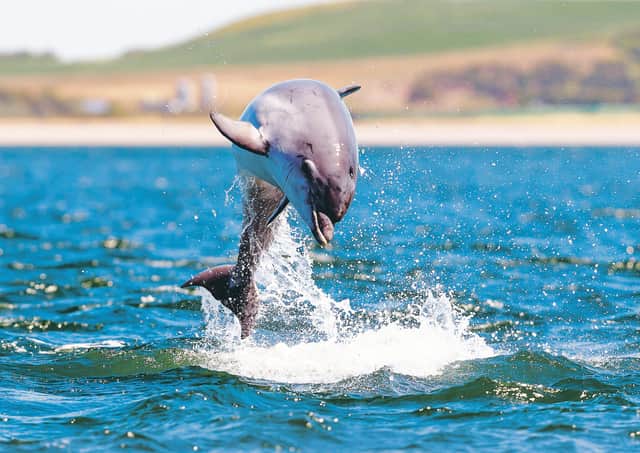 Wild dolphin in playful mood while hunting for migrating Atlantic Scottish salmon in the Moray Firth
