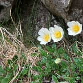 Mountain avens, a threatened upland flower is to get a boost to its Lake District population with seeds collected from a Scottish estate