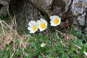 Mountain avens, a threatened upland flower is to get a boost to its Lake District population with seeds collected from a Scottish estate