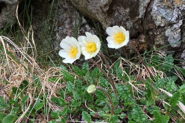 Mountain avens, a threatened upland flower is to get a boost to its Lake District population with seeds collected from a Scottish estate