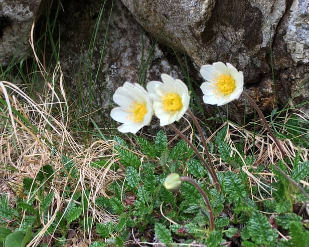 Mountain avens, a threatened upland flower is to get a boost to its Lake District population with seeds collected from a Scottish estate