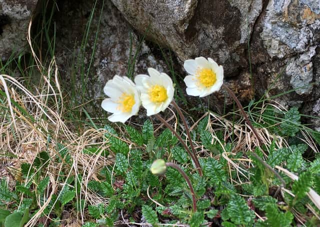 Mountain avens, a threatened upland flower is to get a boost to its Lake District population with seeds collected from a Scottish estate