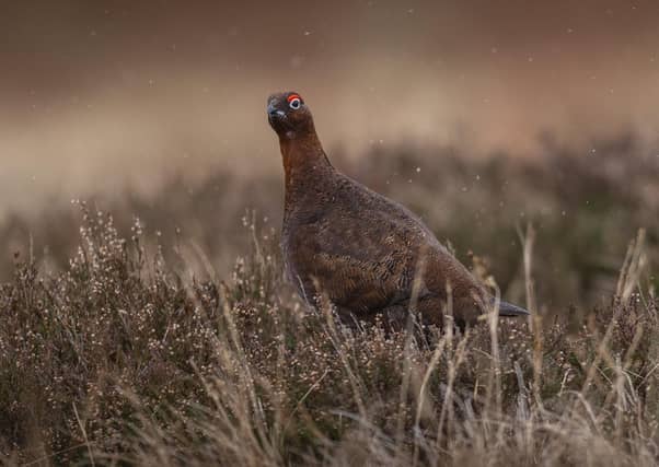 A red grouse in the Lammermuir Hills, Scottish Borders (Picture: PHIL WILKINSON)