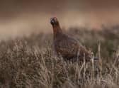 A red grouse in the Lammermuir Hills, Scottish Borders  (Picture: PHIL WILKINSON)