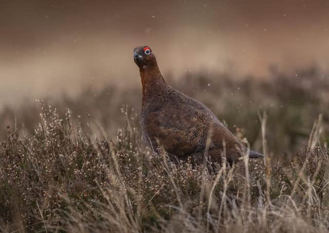 A red grouse in the Lammermuir Hills, Scottish Borders  (Picture: PHIL WILKINSON)