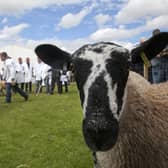 Royal Highland show - judging north of england mules