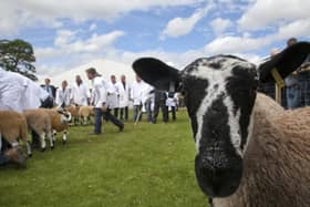 Royal Highland show - judging north of england mules