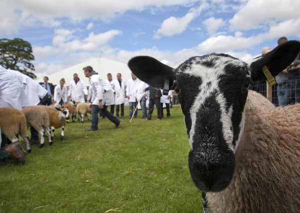 Royal Highland show - judging north of england mules