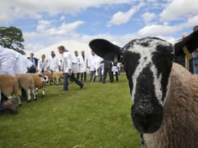 Royal Highland show - judging north of england mules