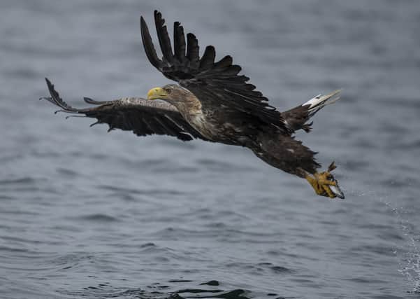 A white-tailed eagle, also known as a sea eagle, comes in to catch a fish thrown overboard from a wildlife viewing boat on the Isle of Mull