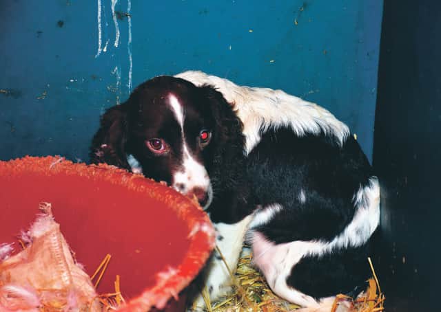 A dog cowering after being found at a property. Picture: Scottish SCPA