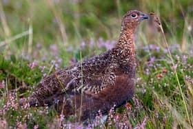A moment of peace for a red grouse