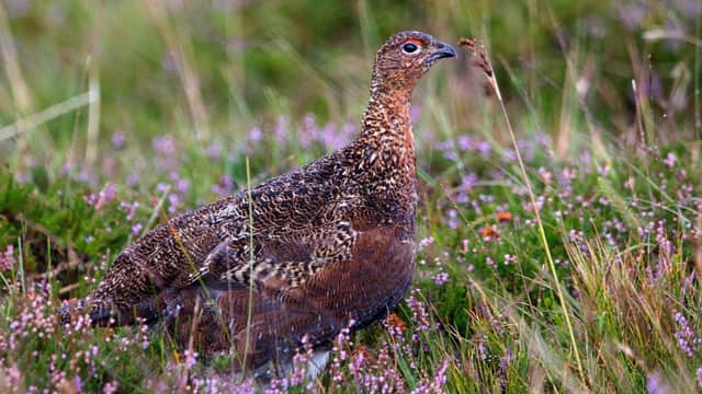 A moment of peace for a red grouse