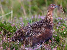 A moment of peace for a red grouse