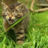 Wild cats are on the danger list