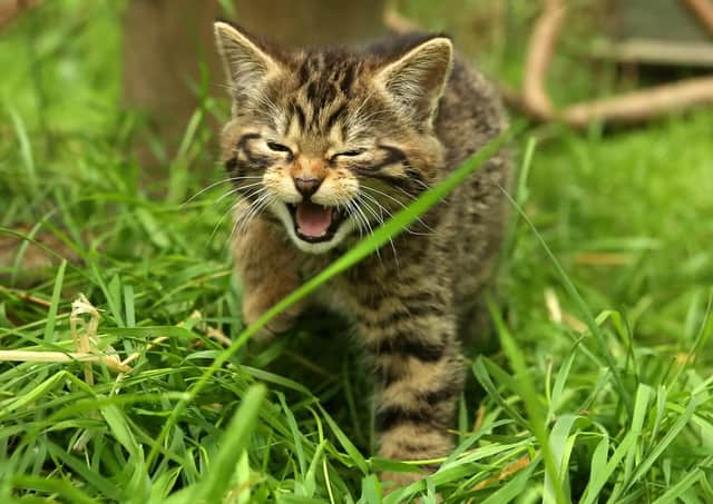 Wild cats are on the danger list